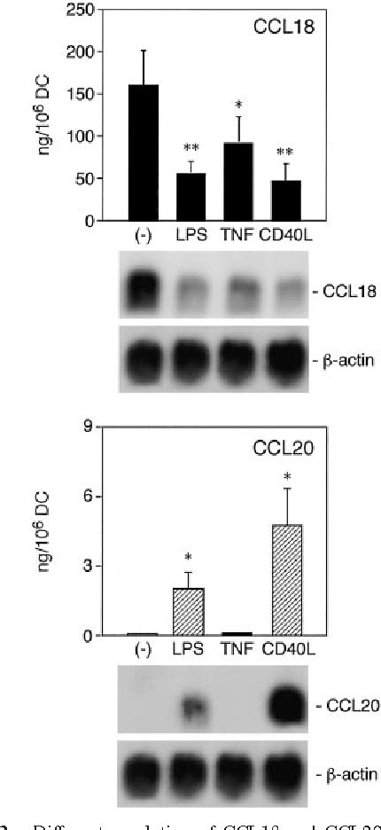 Maturing Dendritic Cells Unique Regulation Of Ccl18 Production By