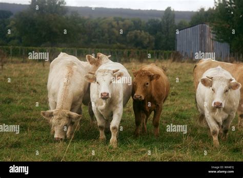 Bulls Grown For Slaughter For Meat At Grazing European Meat Breeds Of