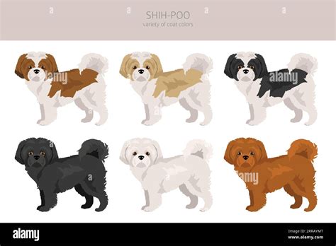 Shih-Poo clipart. Shih-Tzu Poodle mix. Different coat colors set ...