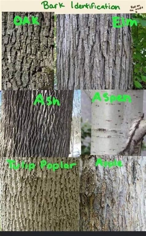 Identifying Tree Species By Bark