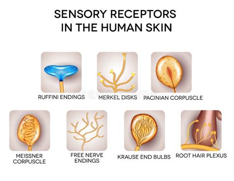 Sensory Receptors In The Human Skin Stock Vector Image 49739647