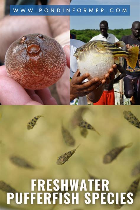 Freshwater Pufferfish Species Guide Fresh Water Puffer Fish Species