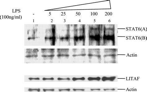 LPS Induces The Interaction Of A Transcription Factor LPS Induced TNF