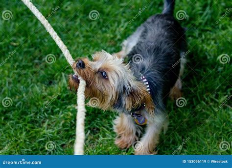 Primer Tirado De Un Perro Lindo Que Mastica En Una Cuerda En Un Campo