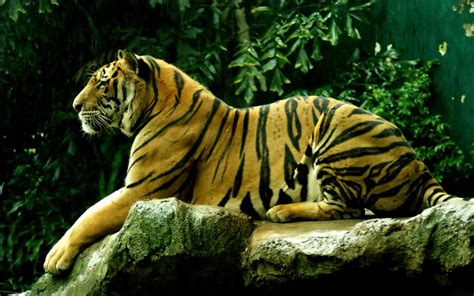 Relaxing Tiger Wallpapers Wallpaper Cave