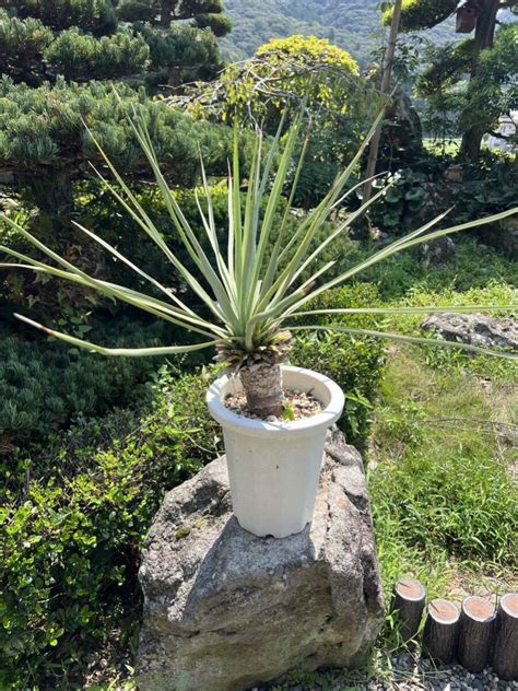 Yahoo オークション 太株 リギダ 発根 ブルー ユッカ Yucca rigida