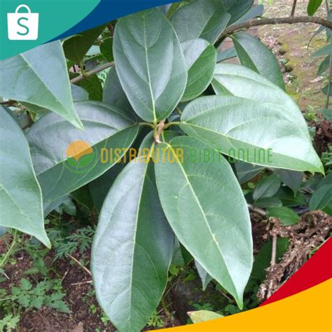 Jual Bibit Tanaman Cincau Hijau Pohon Cincau Perdu Shopee Indonesia