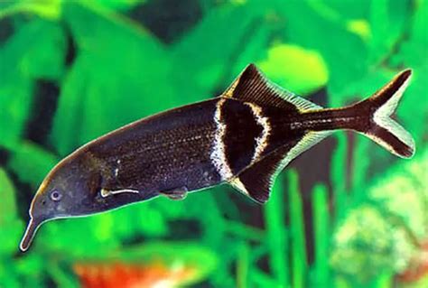 Elephant Nose Fish Feeding Breeding And Aquarium Mates