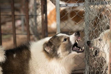 Gründe Warum Ein Hund Aggressiv Werden Kann Deine Tiere