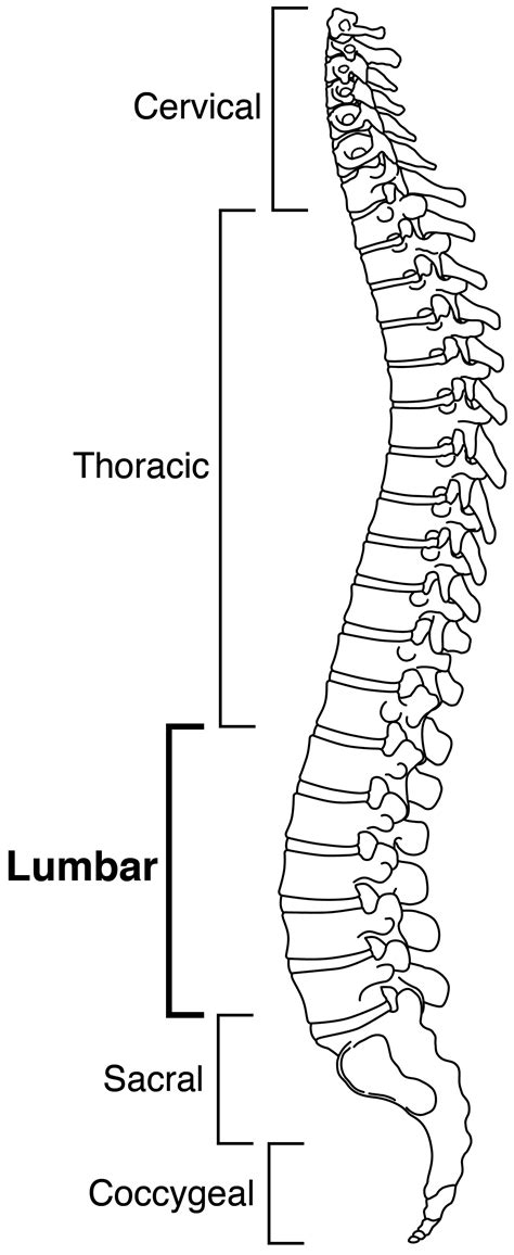 Anatomy Of The Back Spine And Back Muscles Kenhub 51 Off