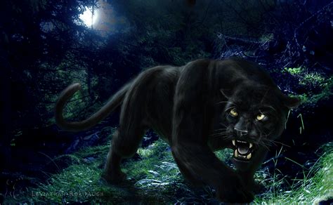 Dark Animals Wallpapers 4k Hd Dark Animals Backgrounds On Wallpaperbat