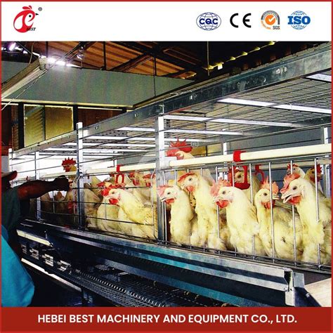 Bestchickencage China Chicken Poultry Cages Supplier H Frame Automatic