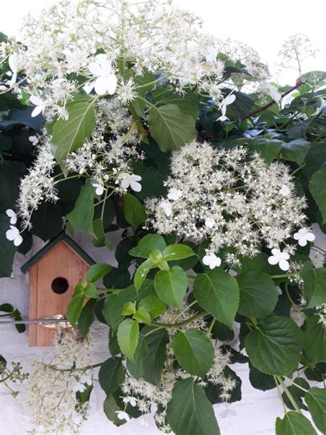 Hortensia Klimhortensia Hydrangea Anomala Subsp Petiolaris