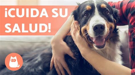 7 Consejos Para Cuidar La Salud De Tu Perro 🐶💚 Youtube