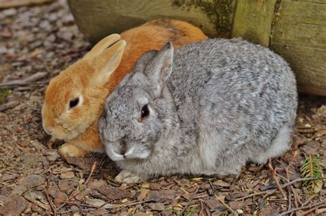 Kaninchen Und Meerschweinchen Zusammen Halten So Macht Man S Richtig