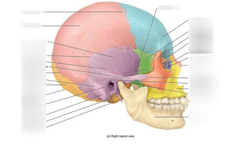 Skull anatomy - lateral Diagram | Quizlet