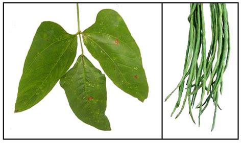 Sitaw Vigna Unguiculata Sesquipedalis Long Bean Philippine Medicinal