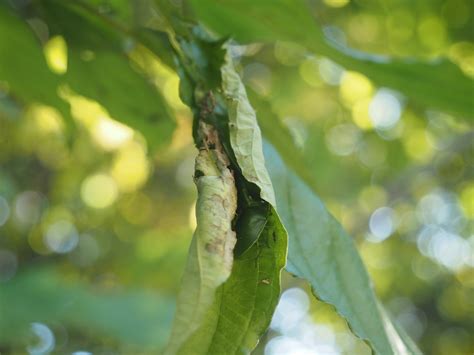 緑色のカメムシの種類は？ ツヤアオカメムシはなぜ大量発生するのか 蓼食う虫も好き好き