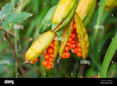 Iris Foetidissima Seedpod Aka Stinking Iris Roast Beef Plant Autumn Berry Autumn Berries