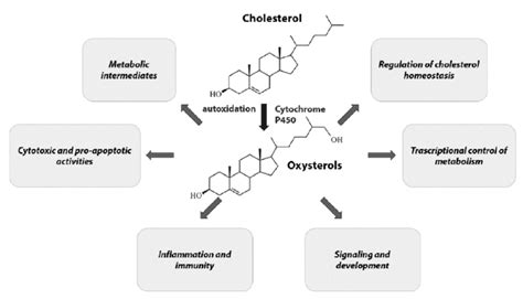 Physiological And Pathological Effects Of Oxysterol A Higher