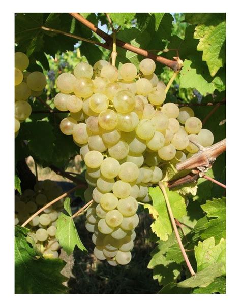 White Chasselas