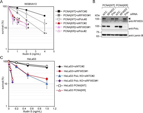 Rfwd And Translesion Dna Polymerases Contribute To Pcna Modification