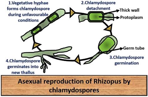 What is Rhizopus? Features, Structure and Reproduction - Biology Reader