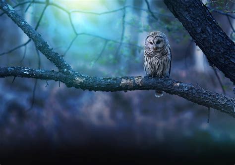 Top Blue Owl Wallpaper Full Hd K Free To Use