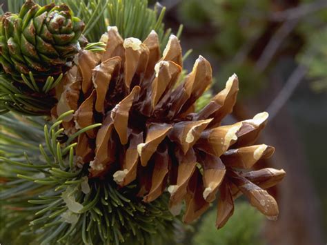 Limber Pine Cone - Rocky Mountain National Park (U.S. National Park ...