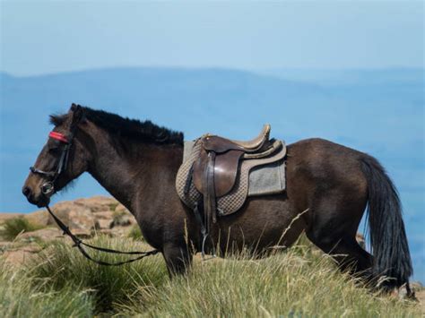 90+ Lesotho Wildlife Stock Photos, Pictures & Royalty-Free Images - iStock