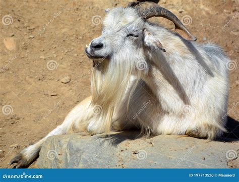 The Domestic Billy Goat Or Simply Goat Capra Aegagrus Hircus Stock