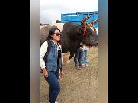 peleas de toros miércoles de ceniza en cayma arequipa toros YouTube