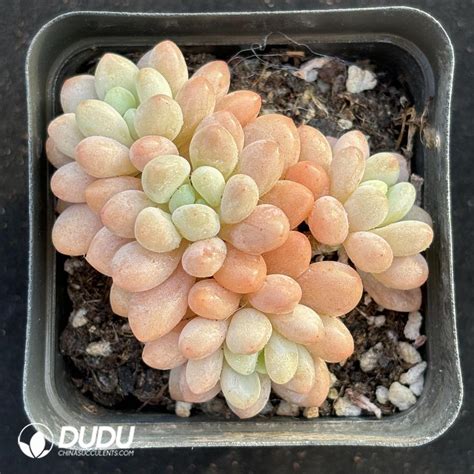 Pachyphytum Caviar Clustering China Wholesale Succulent Plants