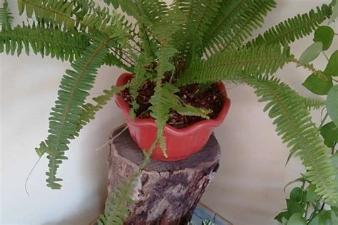 Veja Como Plantar Samambaia Em Vaso Para Sua Casa Ficar Ainda Mais Bonita