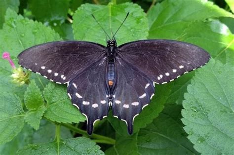 Attract Pipevine Swallowtail Butterflies To Your Garden Birds And Blooms