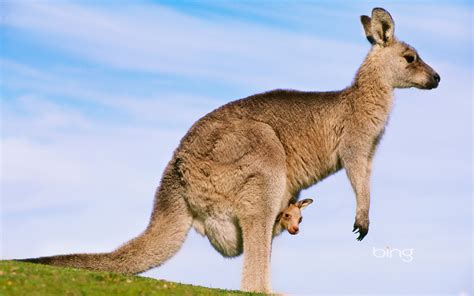 Kangaroo With Joey Australian Joey S Wallpaper 29127952 Fanpop