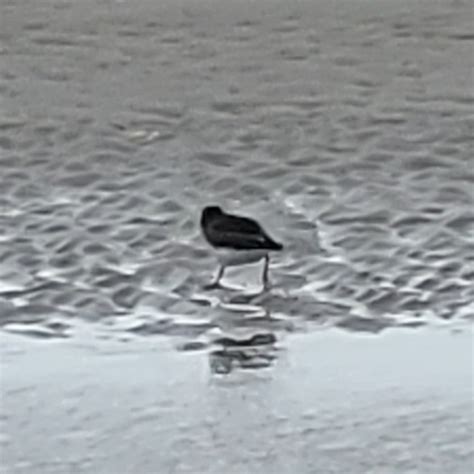 Photo Ruddy Turnstone Arenaria Interpres Observation Org