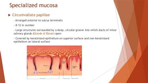 Types Of Oral Mucosa