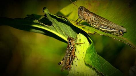 Grasshoppers Great Benefit For The Environment And Wildlife Photographers And Filmmakers