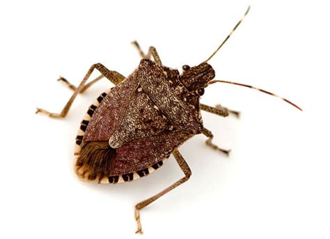 Brown Marmorated Stink Bug Identification And Scouting Integrated Pest Managment University Of