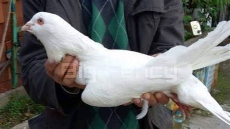 Best And Biggest Fancy Pigeon Breed In The World Collection Jacobin Bea