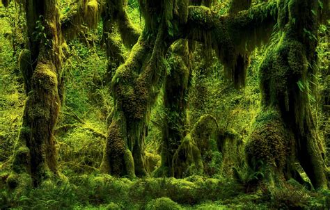 Wallpaper Greens Forest Trees Nature Moss Plants Ferns For Mobile