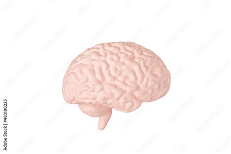 human brain  hemisphere model isolated  white background close