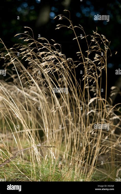 wavy hair-grass, crinkled hairgrass (Deschampsia flexuosa, Avenella flexuosa), blooming, Germany ...