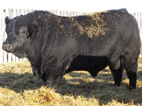 Black Super Baldie Bulls For Sale from MC Quantock BC AB SK MB