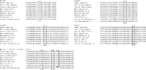 Multiple sequence alignment showing evolutionary conservation of ...