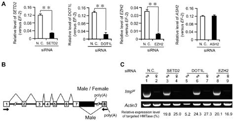 Effects Of Rnai Mediated Knockdown Of Histone Methyltransferases On The