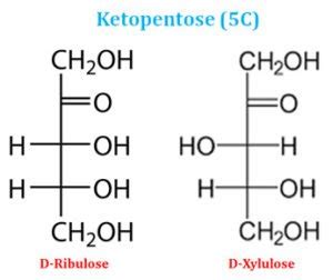 Monosaccharides Short Lecture Notes | EasyBiologyClass