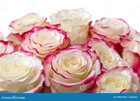 Ramalhete Das Rosas No Fundo Branco Foto De Stock Imagem De Presente