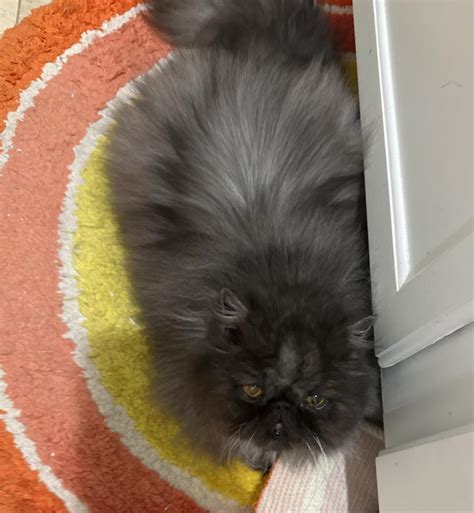 Bacon Bits, Persian Cat